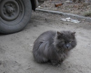 Серый кот