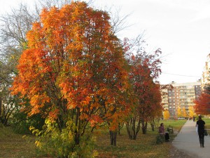 Золотая осень