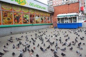 Голубиный город
